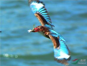 自由鸟,翱翔于蓝天，探寻自由的真谛
