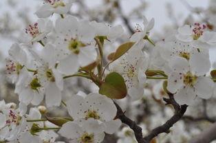 一树梨花压海棠,岁月静好，共赏春光