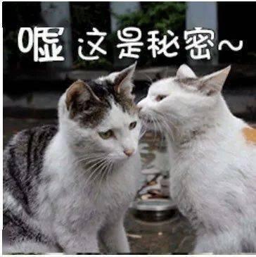 嘘这不能说,嘘，这不能说