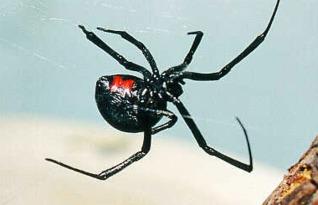 毒蜘蛛,致命诱惑与生存智慧